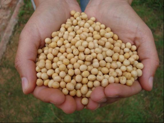 Estimativa aponta queda de 8,9% na produção gaúcha, puxada pela soja