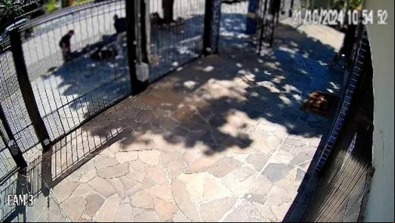 Animal mordeu a vítima de 52 anos, causando-lhe lesões no rosto, nas mãos e nas pernas em 21 de outubro do ano ado